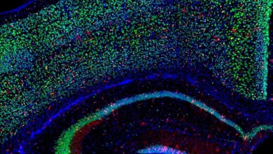 El déficit de oxígeno estimula la formación de nuevas neuronas