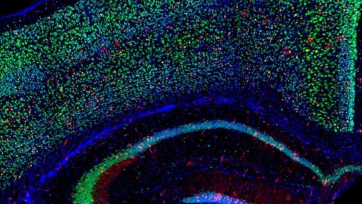El déficit de oxígeno estimula la formación de nuevas neuronas