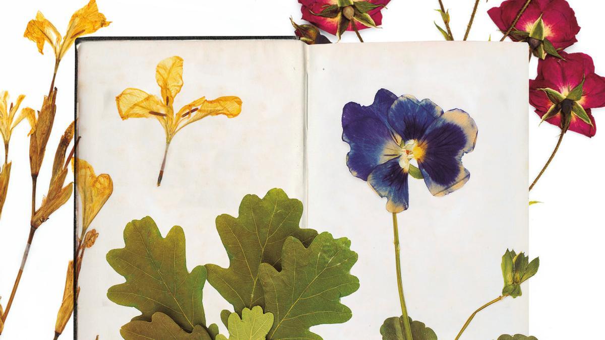 A exposición 'O Herbario de Rosalia de Castro&quot; recolle 40 imaxes do Herbario real realizado polas profesoras María López Sández e Isabel Fraga Vila en 2019, con fotografías de Miguel Fraga
