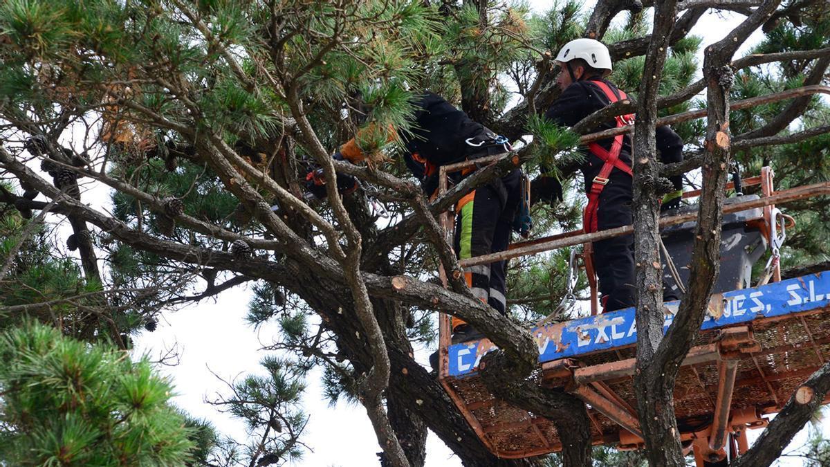 Comienzan las labores de poda y saneado al emblemático pino de Bueu