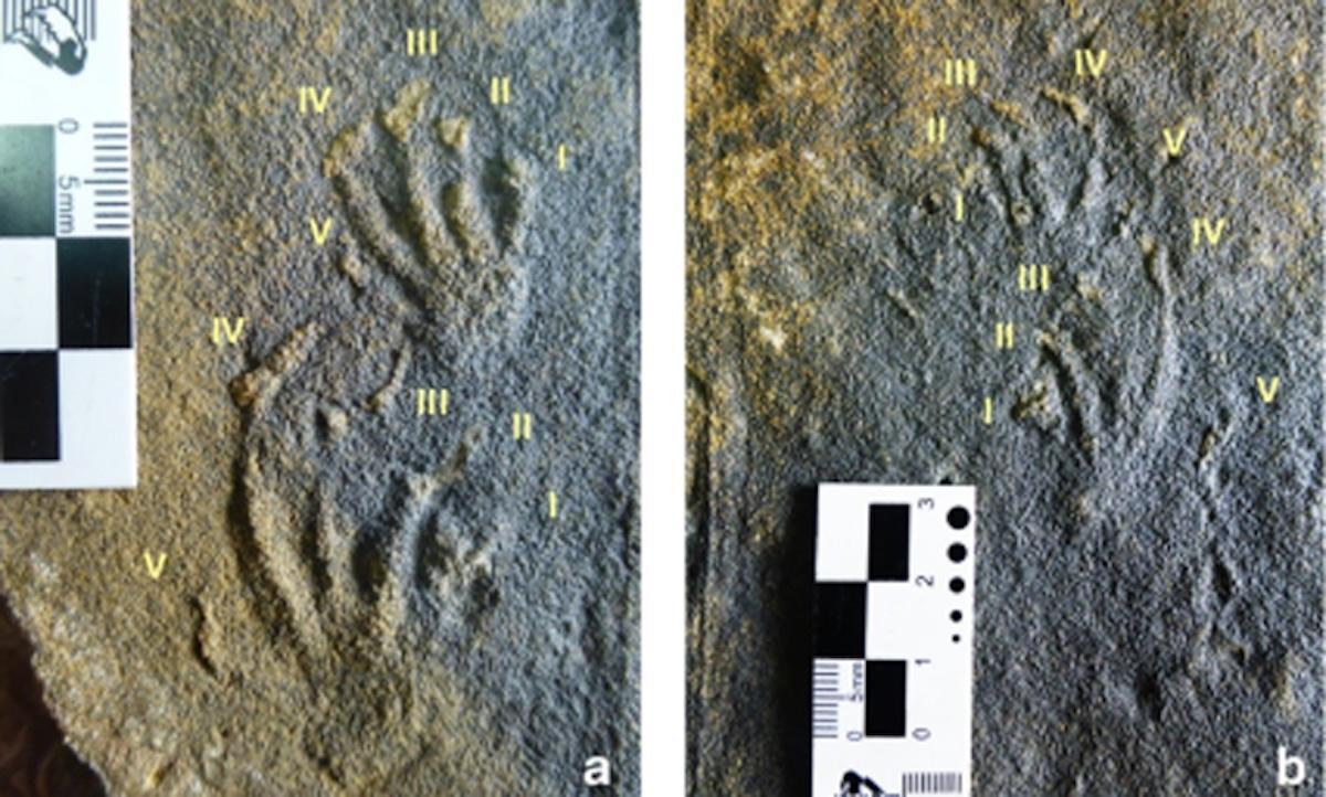 Rastros de lagartos jurásicos hallados por los investigadores del MUJA.