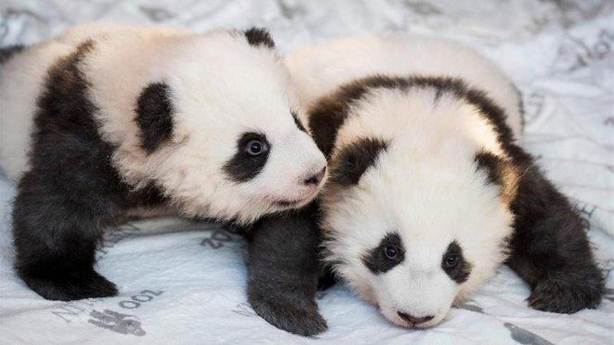 &#039;Sueño Deseado&#039; y &#039;Sueño Cumplido&#039;: el zoo de Berlín presenta sus pandas