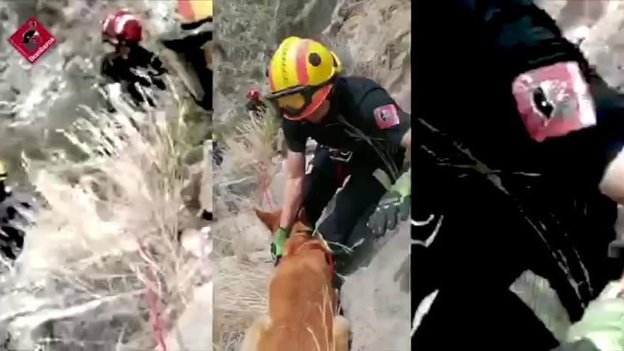 Rescate de un perro en una zona escarpada de la Sierra de Callosa por parte de los bomberos