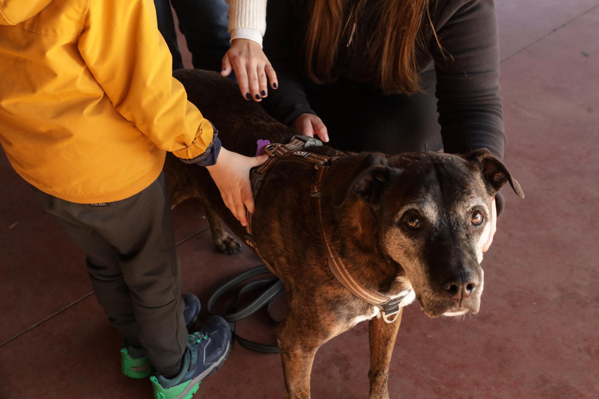 En imágenes: Terapia canina para poner en marcha el plan piloto para niños con necesidades especiales