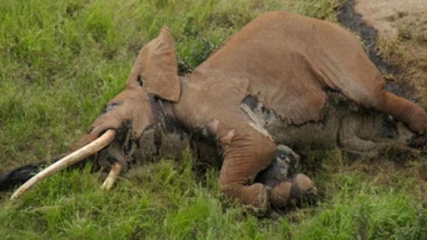 Cazadores furtivos matan a un elefante legendario en Kenia