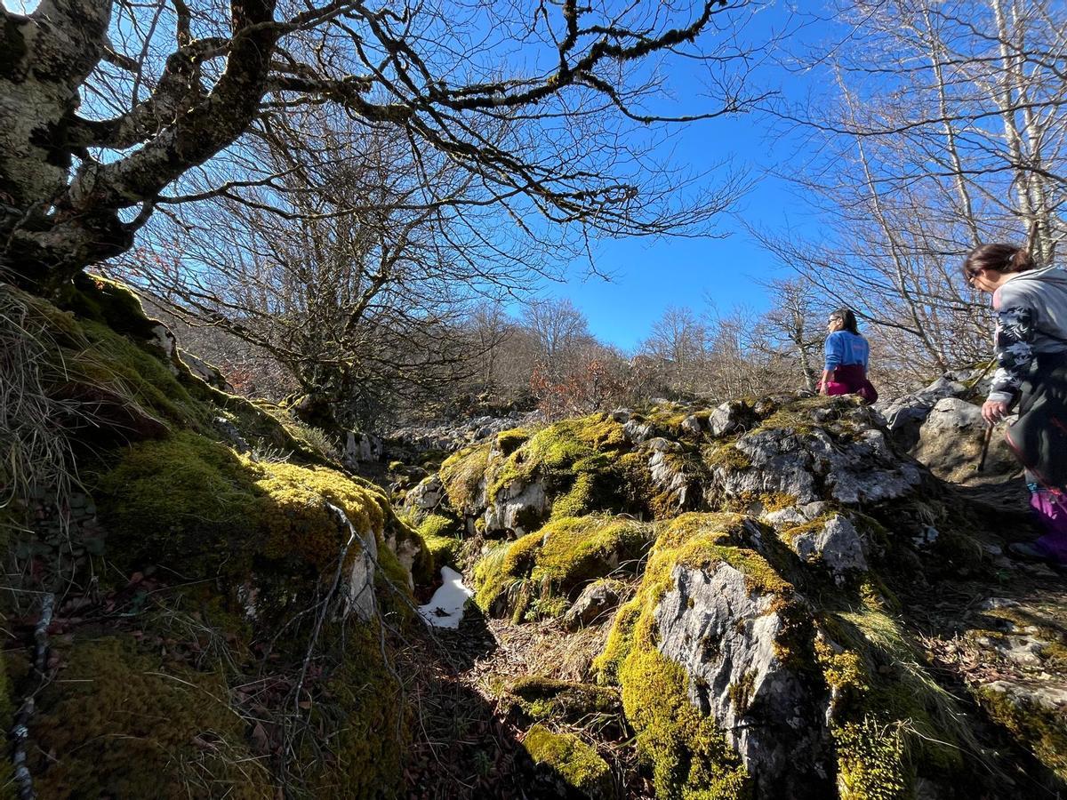De camino por el hayedo.