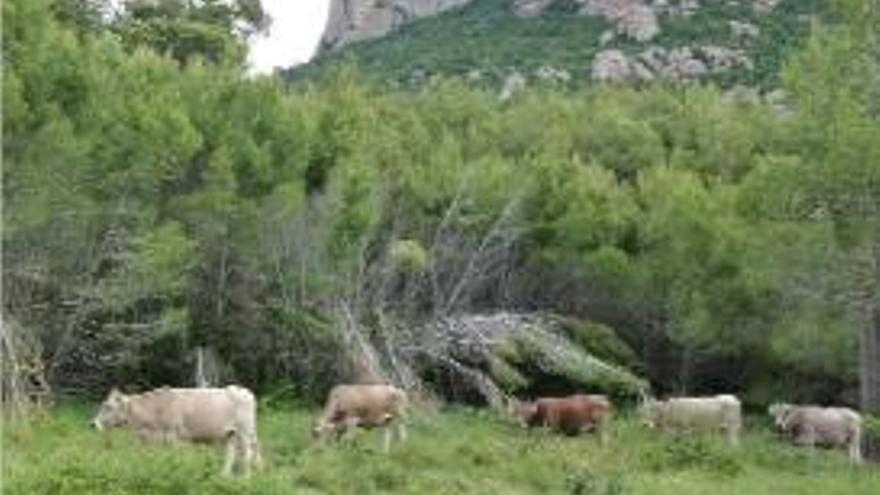 Un ramat de vaques pasturant a una finca propera a Montserrat.