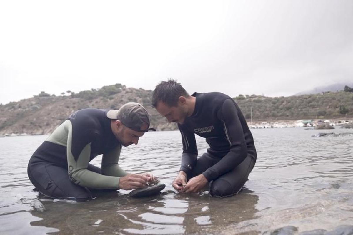 Els científics reintroduint l'alga extingida ara fa quatre dècades al Cap de Creus a la badia de Portlligat