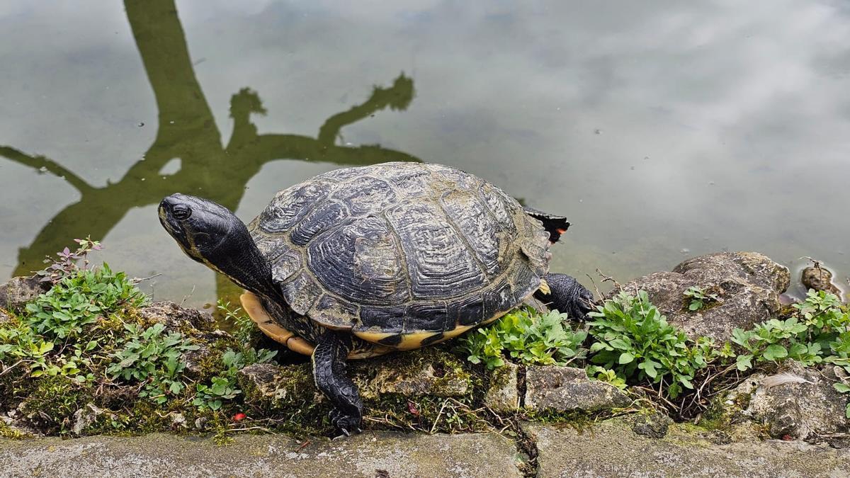 Una de las tortugas del estanque maliayés.
