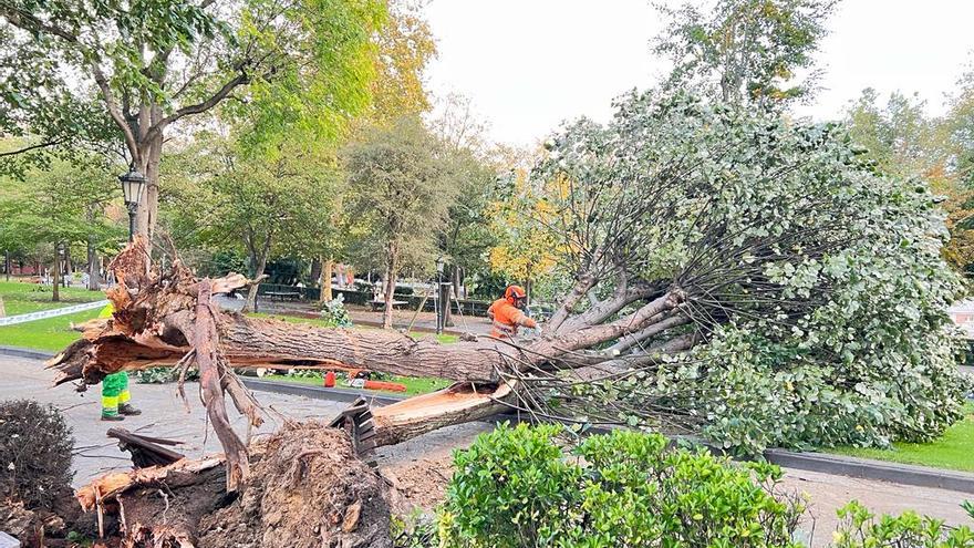 Los efectos de &quot;Ciarán&quot; en Oviedo: el viento derriba un gran árbol en el Campo y la iluminación navideña en varias calles