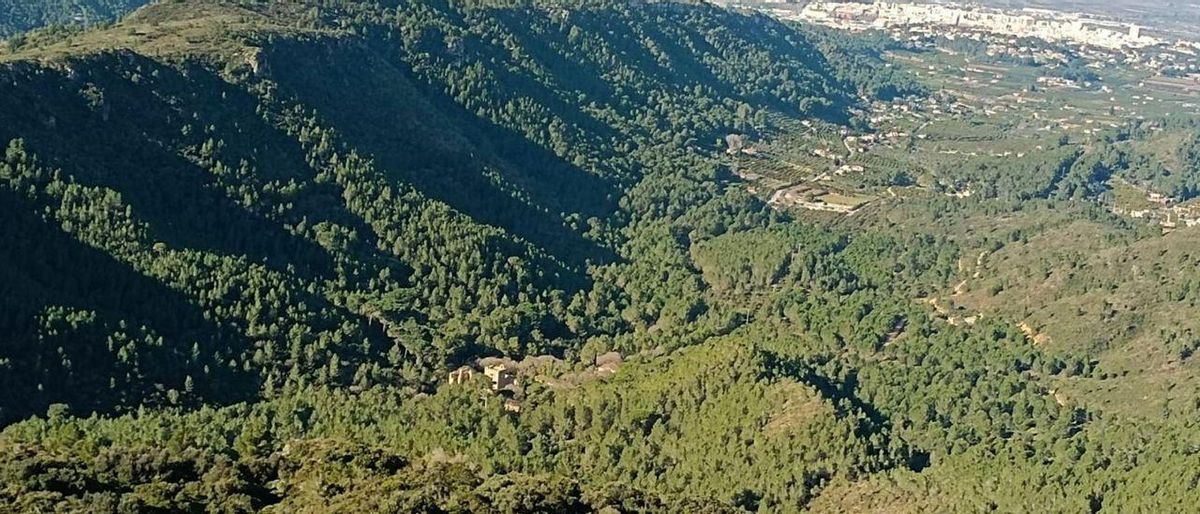Una vall de València reintrodueix una planta que genera una espècie única Una vall de València reintrodueix una planta que genera una espècie única