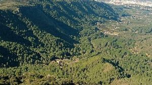Una vall de València reintrodueix una planta que genera una espècie única