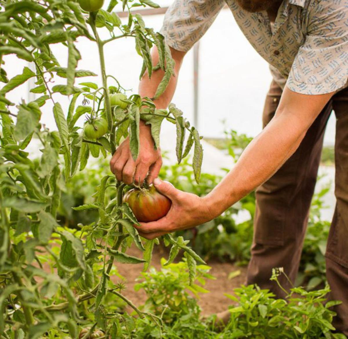 Lluitar pel planeta  des de la taula