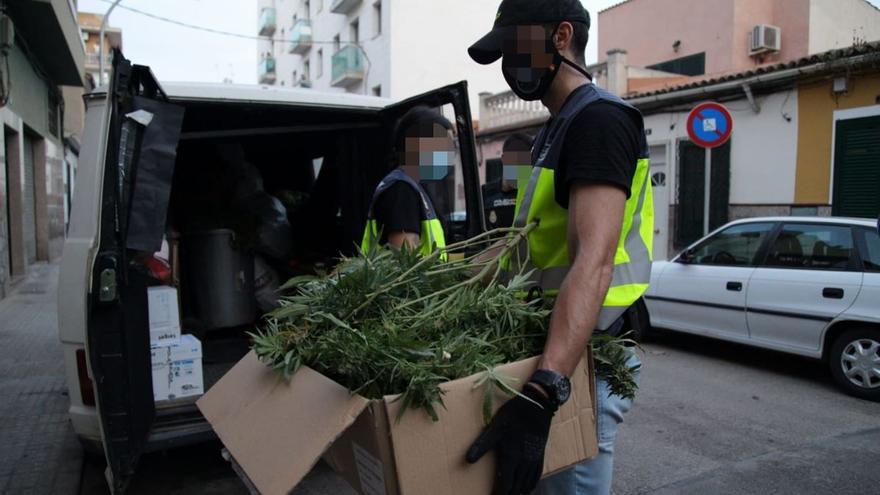 Die Polizei fand bei der Razzia in Palma de Mallorca Hunderte Marihuana-Pflanzen.