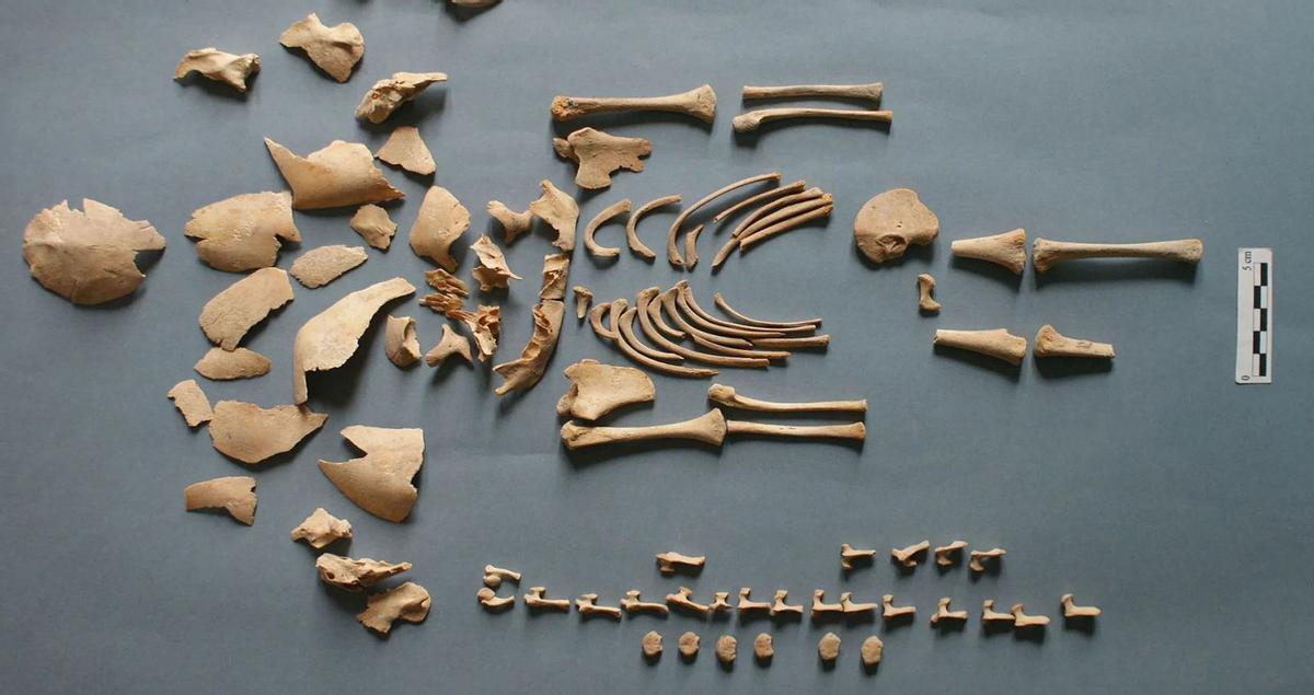 La prehistòria de la síndrome de Down La prehistòria de la síndrome de Down
