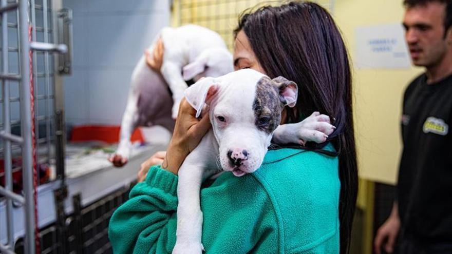 Perros y gatos que son regalo terminan abandonados