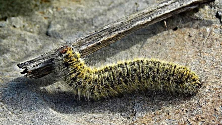 La ofensiva contra la procesionaria en Mérida suma 200 nidos retirados