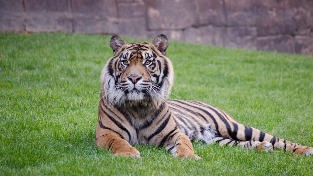 Harau, ejemplar de tigre de Sumatra de Bioparc Fuengirola.