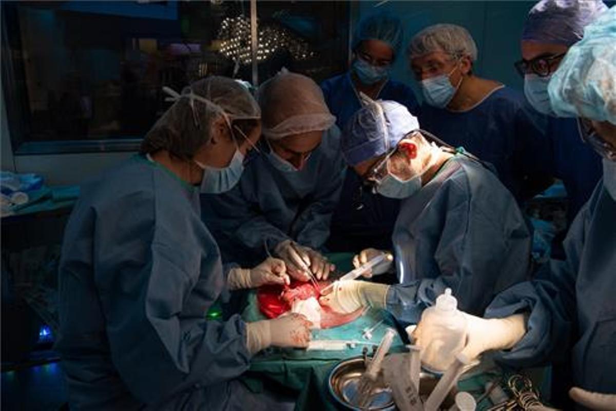 La pandemia reduce los trasplantes en España un 18% y las donaciones un 22%. Así lo explica Beatriz Domínguez-Gil, directora general de la Organización Nacional de Trasplantes. En la foto, un momento del trasplante de útero de donante viva, realizado en el Hospital Clínic de Barcelona el 5 de octubre.