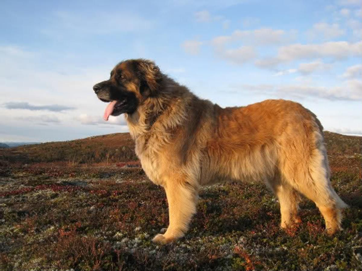 Leonberger.