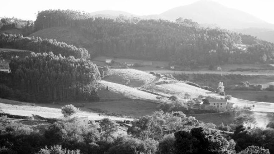 Montes con eucaliptos en Molleda.