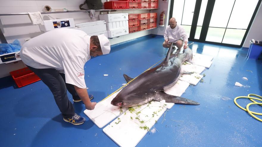 Así es el &#039;megatiburón&#039; de más de 300 kilos que se vende en una pescadería de Zaragoza