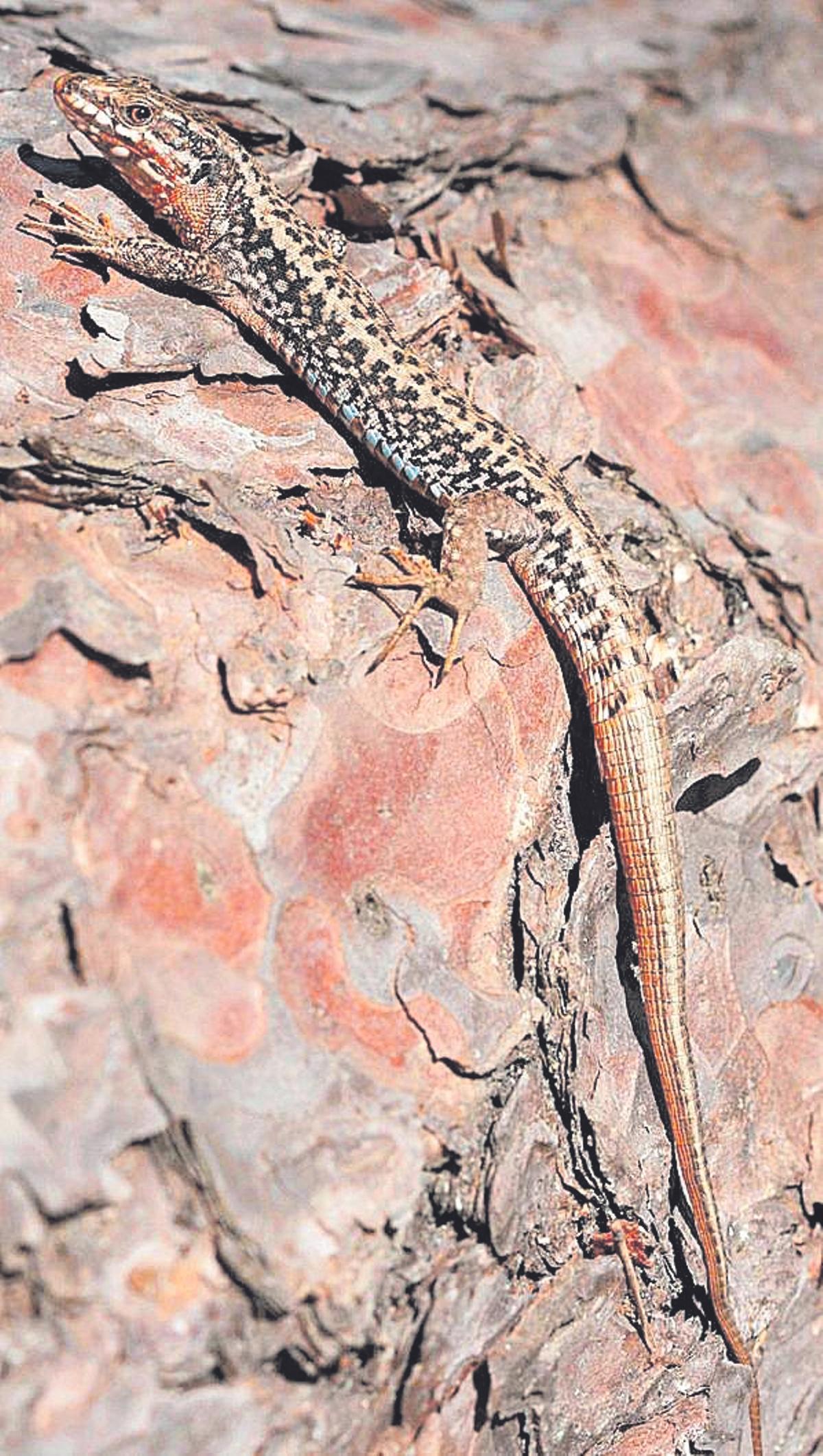 Sargantana roquera.