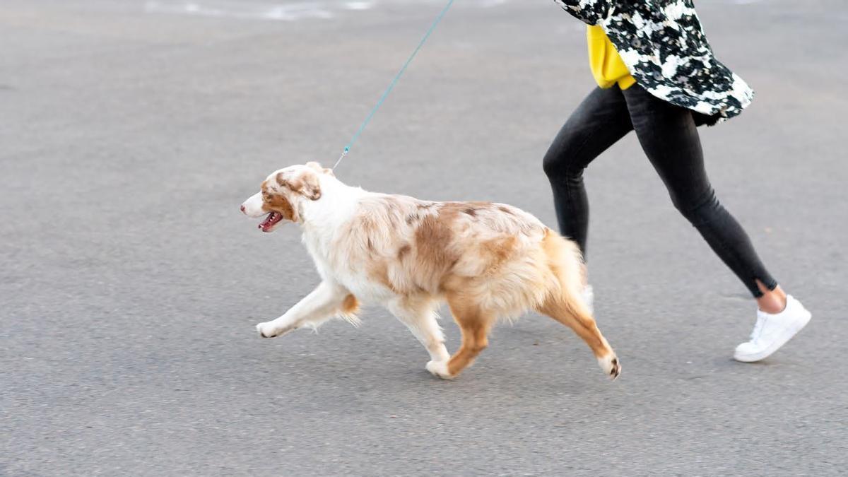 TRUCOS PERRROS | ¿Cómo hacer que mi perro no tire de la correa?