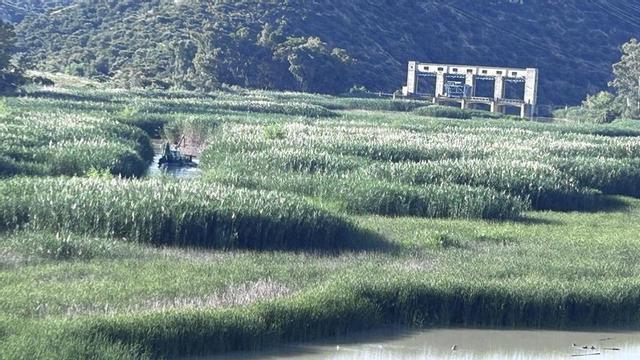 Estado actual del embalse de Cordobilla, totalmente colmatado por los sedimentos.