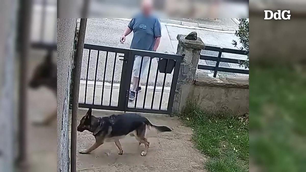 Investigado un hombre por lanzar líquido corrosivo a dos perros en Olot