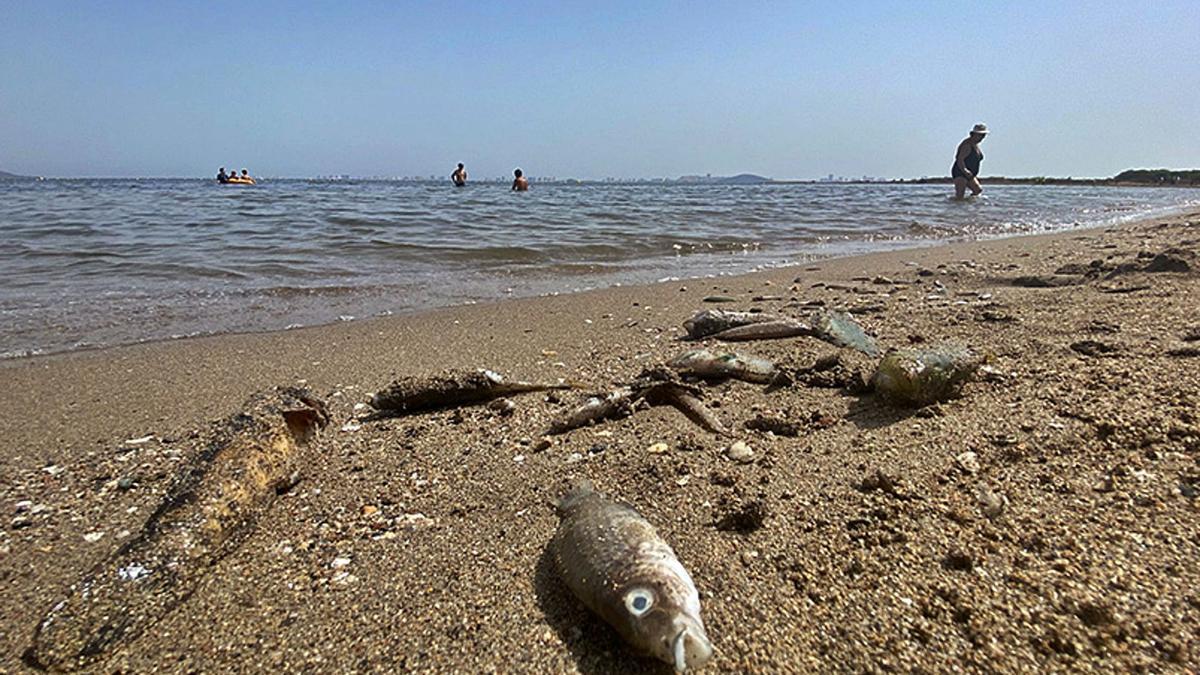 Peces muertos en una playa de La Mangaen agosto.