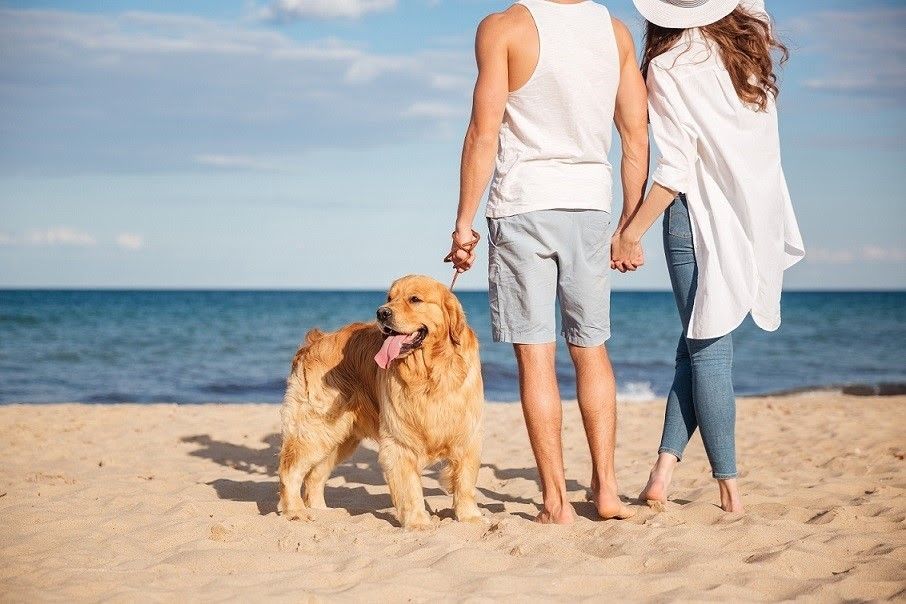 Un perro en la playa.