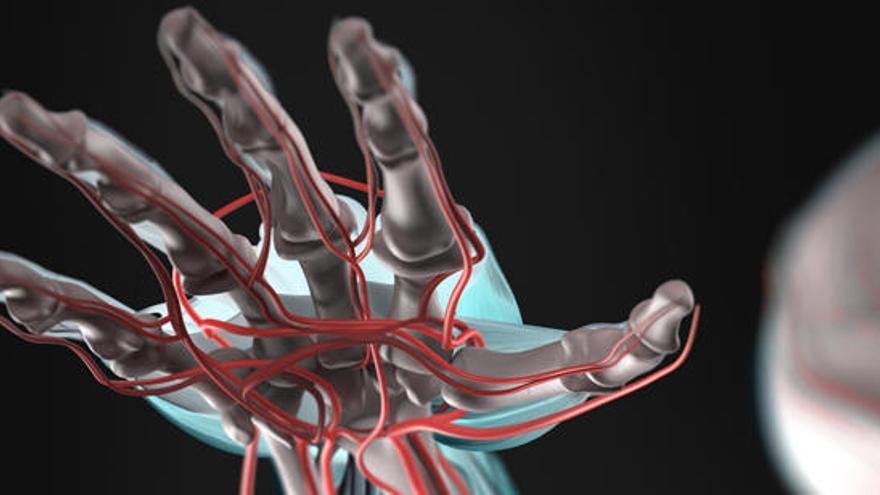 La bioimpresión de órganos en 3D consigue transmitir los fluidos corporales  - Levante-EMV