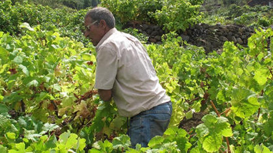 Viticultor con su viña de varietales antiguos que se esconden entre la laurisilva de El Hierro. | FOTO: YURI MILLARES