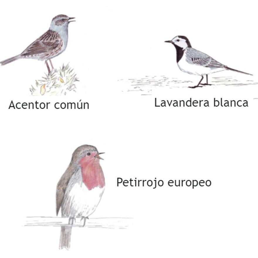 Tres de las especies que el cuco suele parasitar.