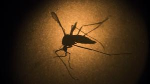 El mosquito Aedes aegypti, transmisor del virus del zika.