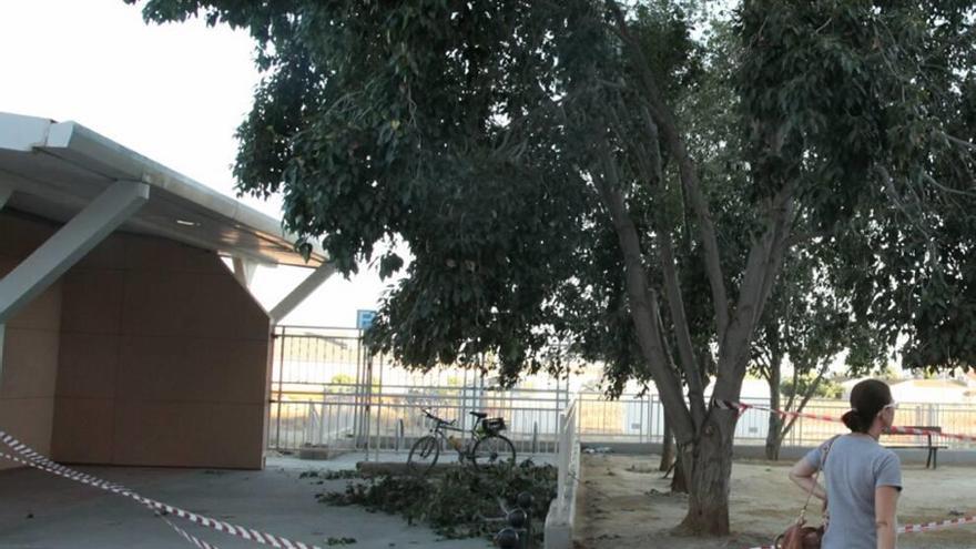 Cede la rama de un árbol en Lorca por el viento