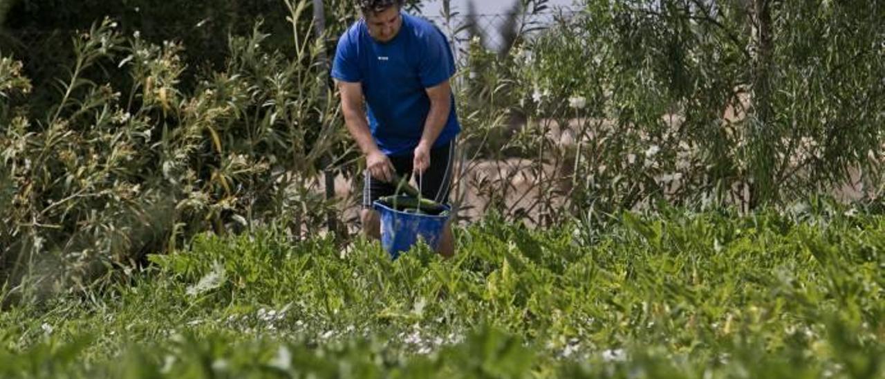 Un agricultor de Elche en su finca de 18 héctareas, dedicadas exclusivamente a la producción ecológica de frutas y hortalizas.