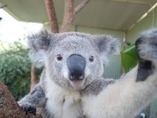 Los responsables de zoo de Sydney han desarrollado una curiosa iniciativa, permitiendo que uno de sus koalas se tome una autofoto con una cámara que se activa con sensaciones térmicas.