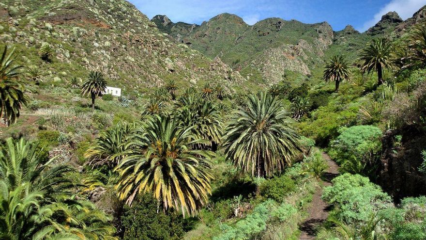 Mejora de los espacios verdes de Santa Cruz: palmeras canarias para incrementar el arbolado y las zonas de sombra