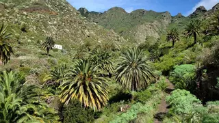 Mejora de los espacios verdes de Santa Cruz: palmeras canarias para incrementar el arbolado y las zonas de sombra