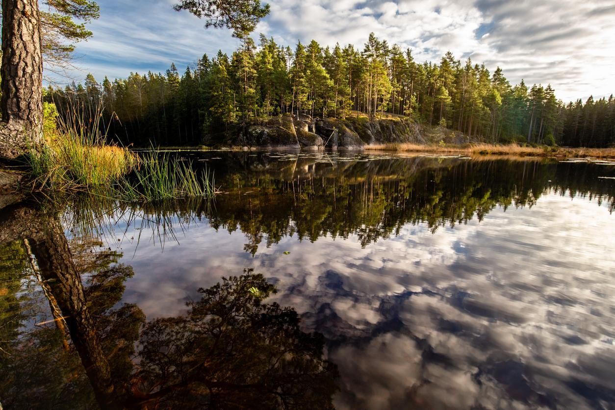 El paisaje de coníferas tan singular que hay muy cerca de Helsinki, en Finlandia