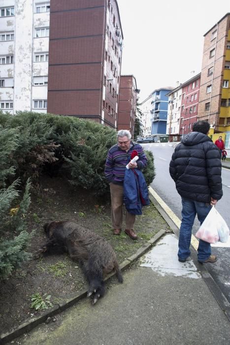 Los vecinos del barrio avilesino de La Magdalena, sorprendidos por el jabalí abatido por la Policía.