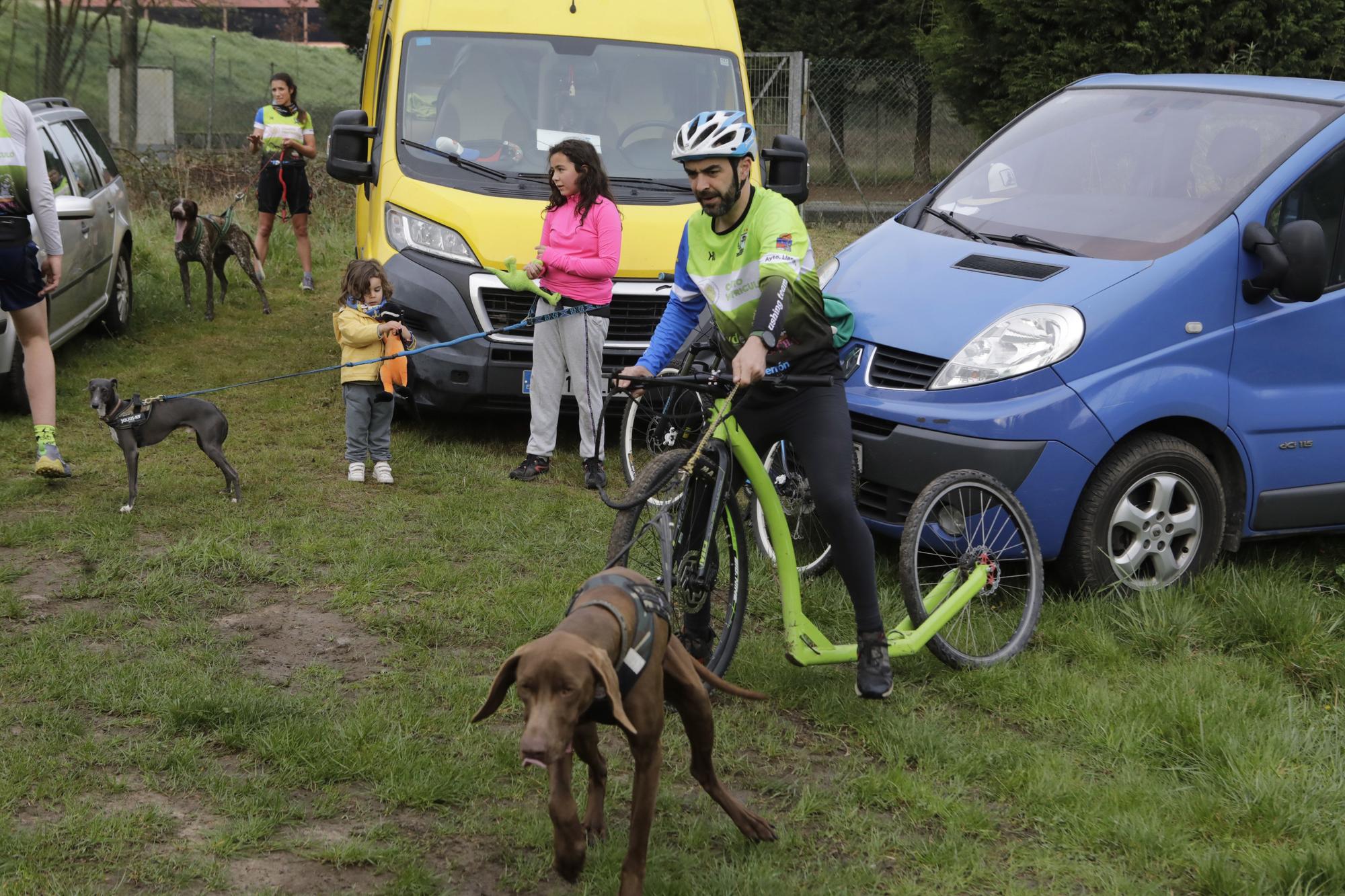 Los corredores del Celtastur de Llanera y sus perros preparan el Mundial en La Morgal: cuatro de sus integrantes estarán en la cita de Plédran (Francia)