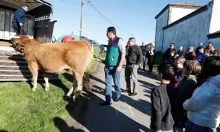 La original iniciativa de El Ferrero para sortear la prohibición de ferias de ganado en Asturias