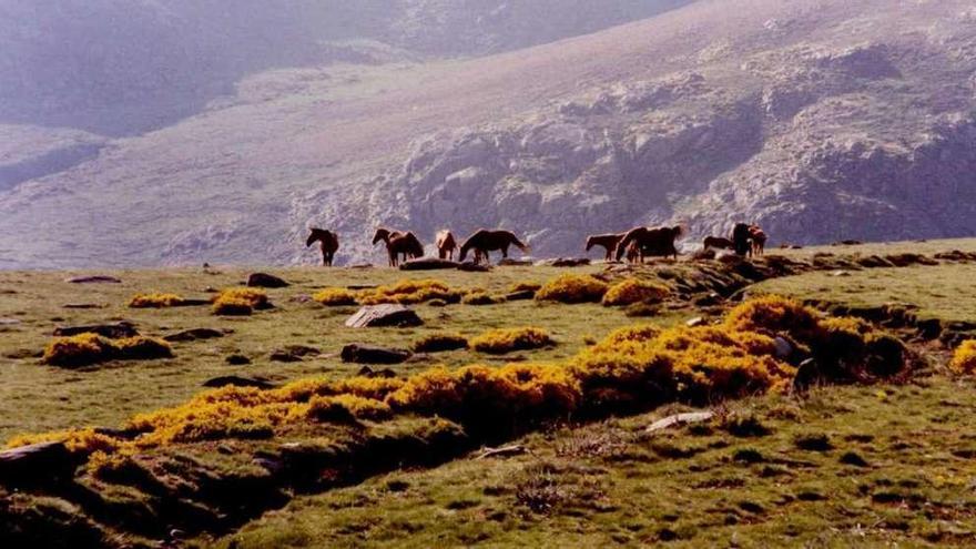 Un grupo de caballos pasta en la sierra sanabresa.