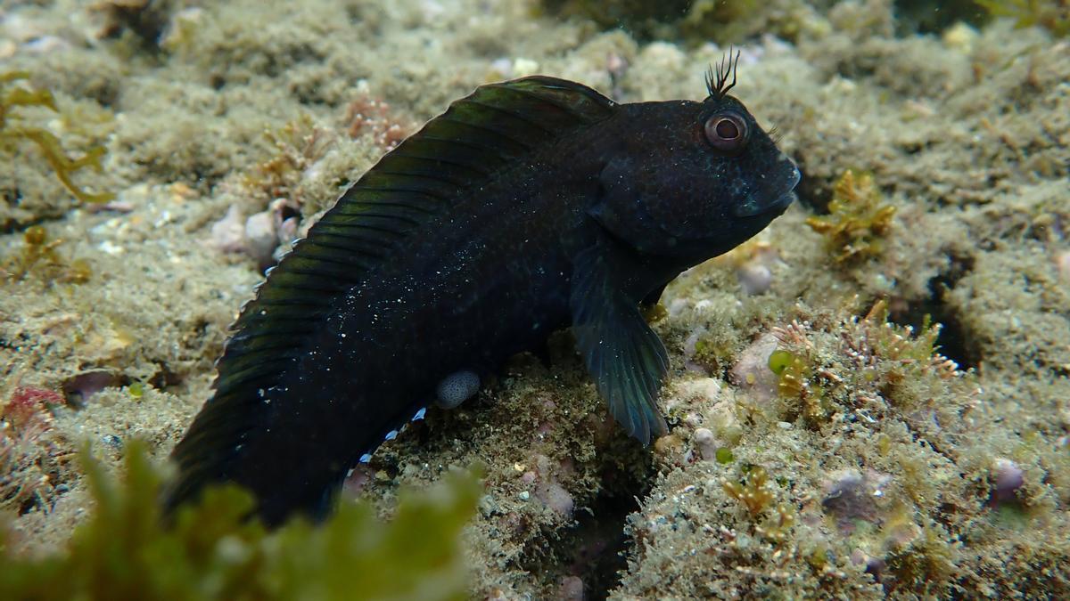 barcelona/Bavosa Plomall - Parablennius pilicornis.JPG