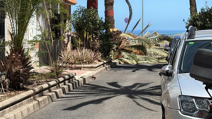 Una palmera de gran tamaño cae en Schamann y bloquea una calle