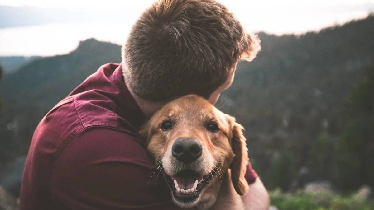 El parvovirus, la enfermedad con un 50% de mortalidad en los perros