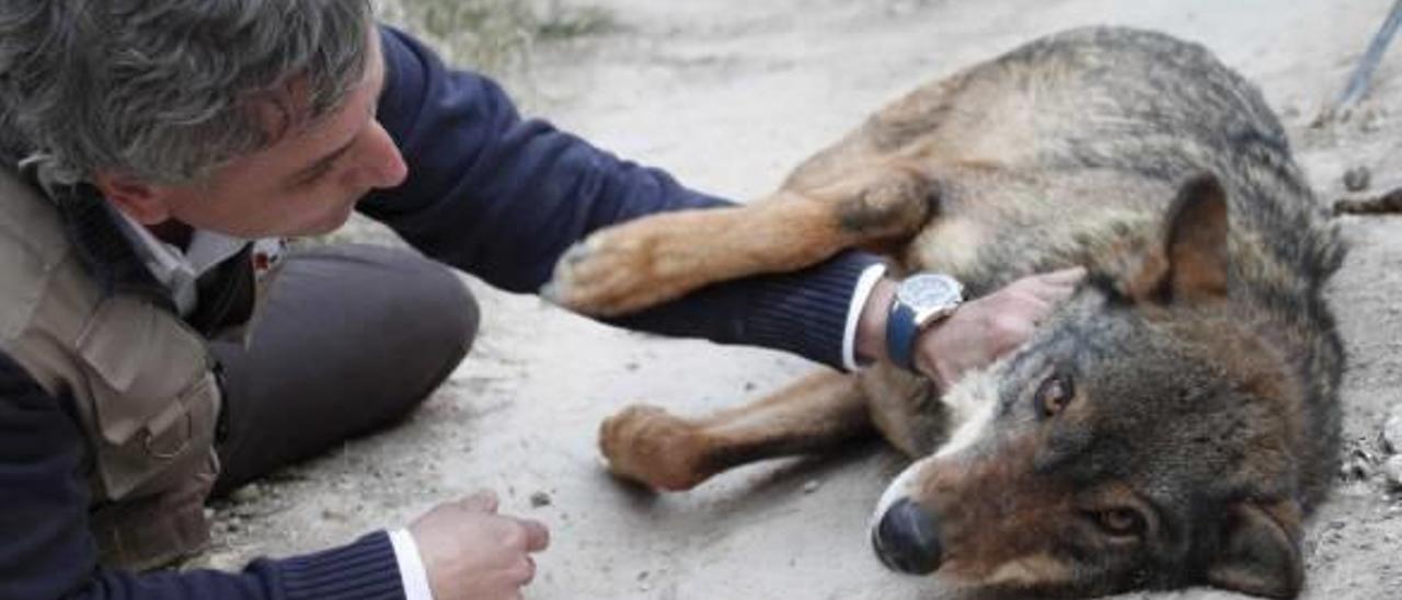 El hombre lobo y el lobo humano